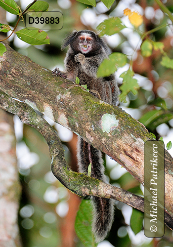 Black-tufted Marmoset (Callithrix penicillata)